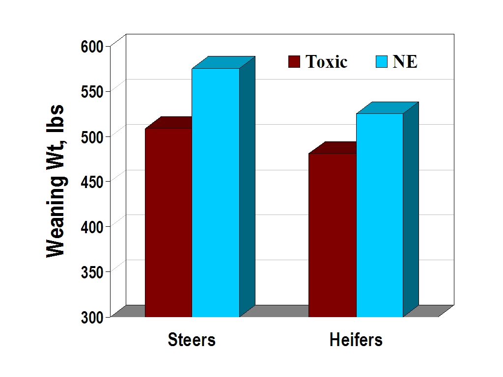 Figure 3. Calf weaning weights of cattle grazing toxic or novel endophyte (NE; “Jesup MaxQTM”) tall fescue stands. Values are averages of two years' data collected near Calhoun, Ga. (Bouton et al., 2000, and Watson et al., 2001).